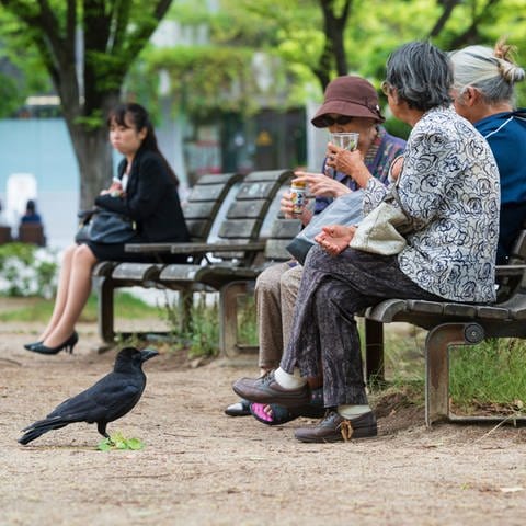 Fukuoka, Japan. Old ladies feeding birds in the city park  (Foto: IMAGO, Pond5 Images)