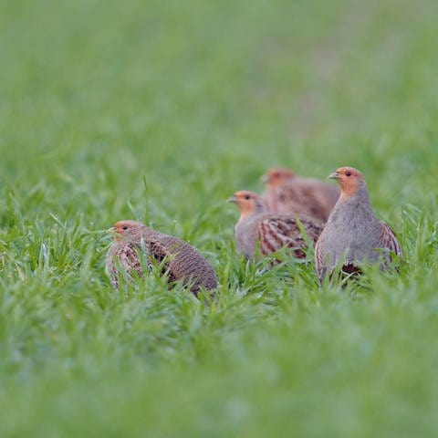 Eine kleine Gesellschaft... Rebhühner  (Foto: IMAGO, IMAGO / R. Kistowski/wunderbare-Erde)