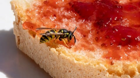 Wespten vertreiben: Eine Wespe sitzt auf einem Marmeladenbrot (Foto: picture-alliance / Reportdienste, HMB Media/ Heiko Becker)