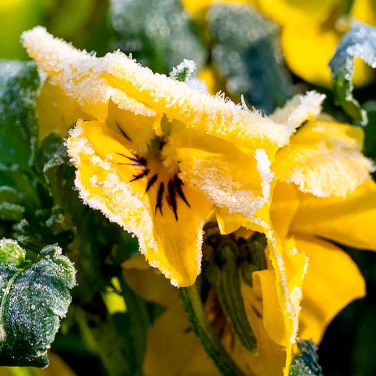 Eisheilige 2024: Die Bauernregel sagt Frost voraus. Eiskristalle hängen am Morgen an der Blüte von einem Hornveilchen.