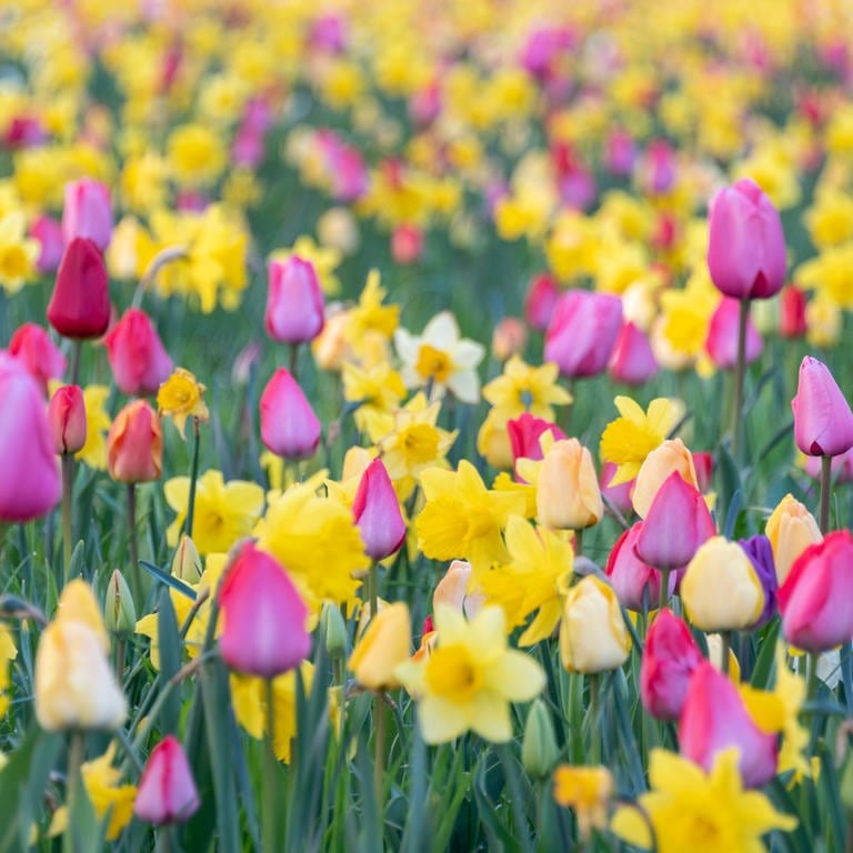 Osterglocken und Tulpen sind beliebte Frühblüher im Garten. (Foto: picture-alliance / Reportdienste, dpa-Zentralbild | Stephan Schulz)