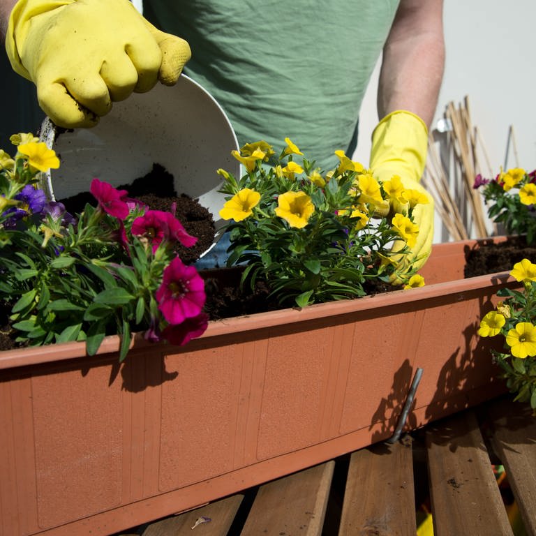 Balkon fit für den Frühling machen: Jemand mit gelben Gummihandschuhen bestückt einen Blumenkasten mit blühenden Pflanzen. (Foto: picture-alliance / Reportdienste, Picture Alliance)