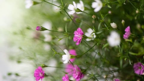 Die kleinen zarten Blüten des Schleierkrauts (Gypsophila). (Foto: picture-alliance / Reportdienste, dpa Themendienst | Franziska Gabbert)