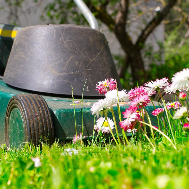 Mähfreier Mai: Ein Elektro-Rasenmäher vor einer kleinen Blumeninsel im Garten (Foto: picture-alliance / Reportdienste, picture alliance / Zoonar | Nerijus Liobe)