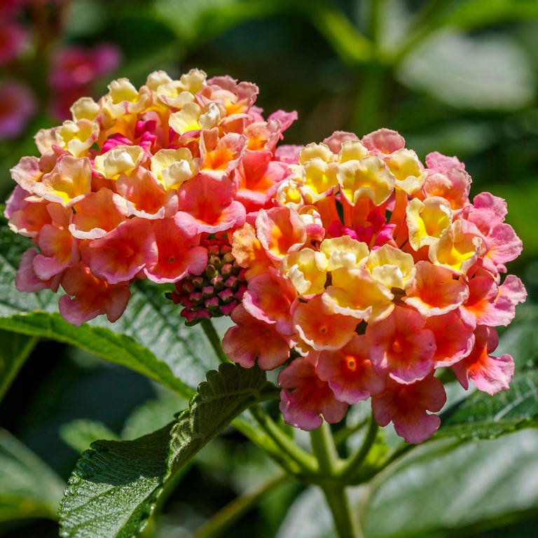 Diese Blume blüht den ganzen Sommer: Wandelröschen in zartem Pink und Gelb