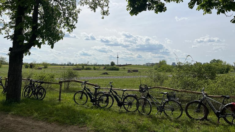 Fahrräder stehen an einem Zaun am Rande des Spinelli-Parks. (Foto: SWR, Nicolas Stauder)
