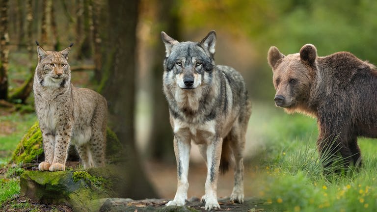 Wolf und Luchs leben bereits wieder in Baden-Württemberg. Bären werden sich kurz- bis mittelfristig aber wohl nicht im Land ansiedeln.