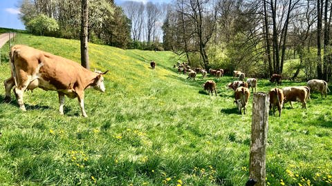 Die Kühe auf der Weide von Martin Schäfer aus dem Hohelohekreis (Foto: Martin Schäfer, Steinsfürtle)
