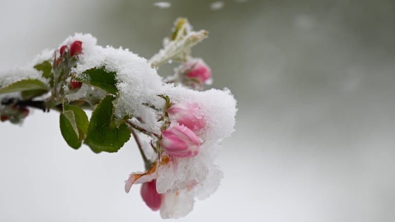 Schnee liegt auf den Blüten eines Apfelbaums. (Foto: dpa Bildfunk, picture alliance/dpa | Marius Bulling)