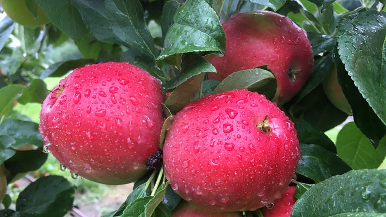 Rote Äpfel der Sorte "SweeTango" hängen am Apfelbaum umgeben von grünen Blättern. Die Früchte sind mit Regentropfen bedeckt.