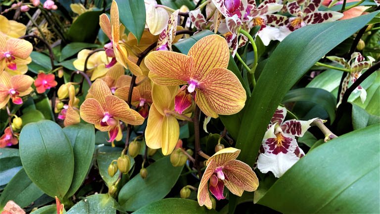 Orchideen im Palmenhaus