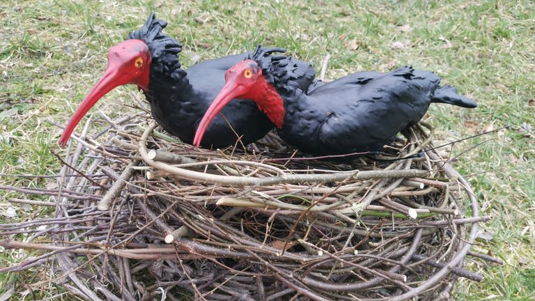 Zwei Waldrapp-Attrappen sitzen in einem Nest. Es sind Plastikvögel aus dem 3D-Drucker