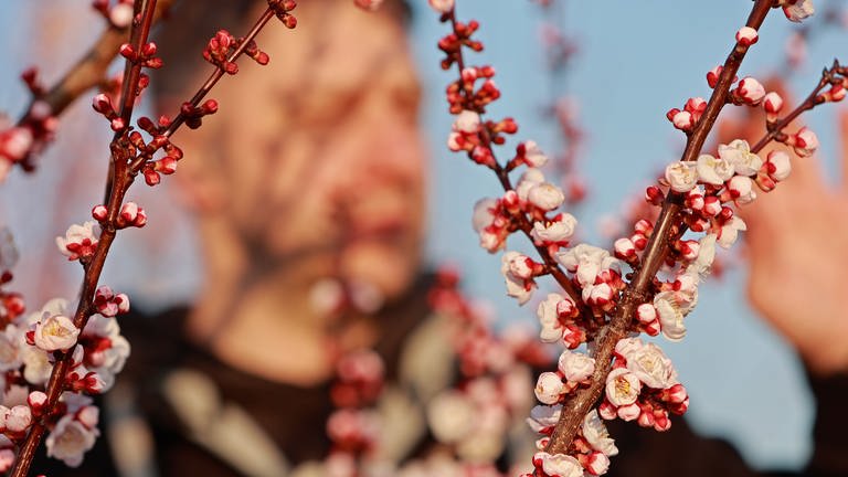 Ein Landwirt besichtig die Blüten eines Aprikosenbaumes (Foto: picture-alliance / Reportdienste, picture alliance/dpa | Matthias Bein)