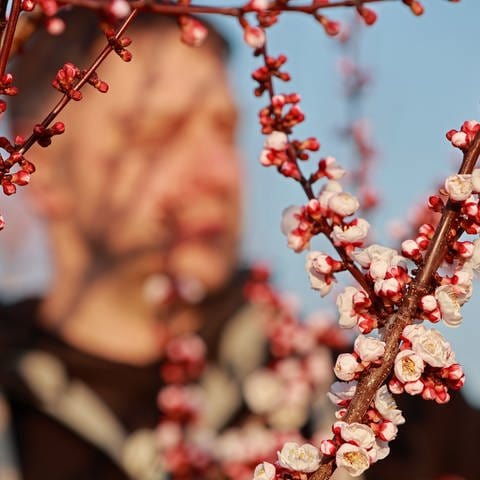 Ein Landwirt besichtig die Blüten eines Aprikosenbaumes (Foto: picture-alliance / Reportdienste, picture alliance/dpa | Matthias Bein)
