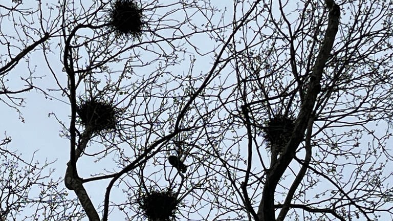Nester von Krähen oben in Bäumen in Karlsruhe