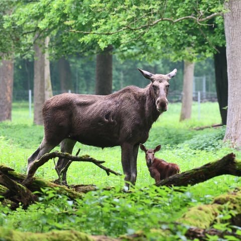 Nachwuchs bei den Elchen im Zoo Karlsruhe: Elchkuh steht auf einer Wiese im Oberwald neben ihrem neugeborenen Baby. 