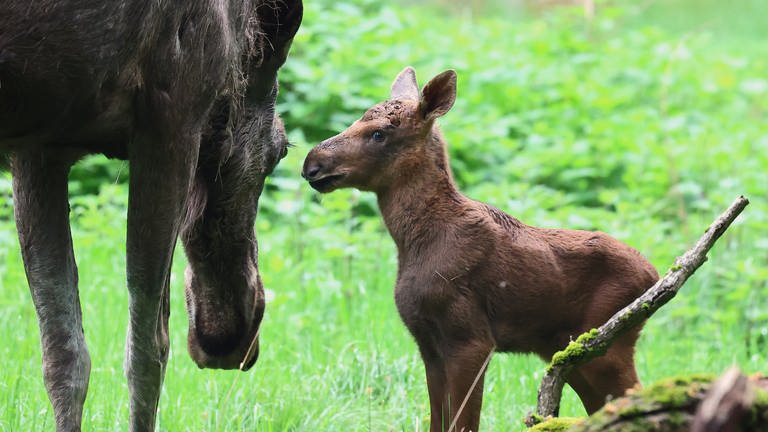Das Elch-Baby im Oberwald Karlsruhe ist noch sehr klein und ängstlich. Es bleibt ganz nah bei seiner Mama.