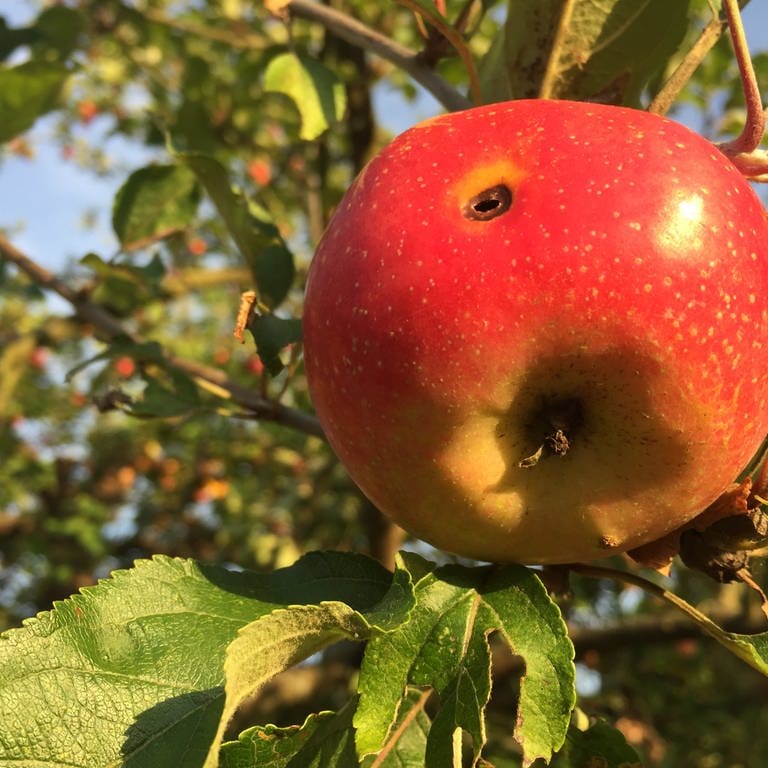 Saftige Äpfel von den Streuobstwiesen in der Region. 