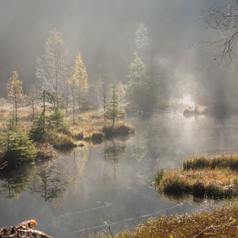 Nationalpark Schwarzwald wird zehn Jahre alt