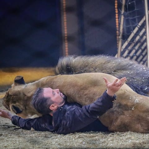 Zirkusdirektor und Tiertrainer des Circus Krone liegt bei der Erstaufführung der Sommertour in Karlsruhe auf dem Boden der Manege. Zwei Löwen liegen quer auf ihm.  (Foto: Thomas Riedel)