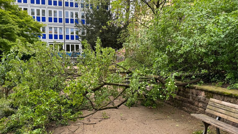 Nach einem Sturm liegen Bäume auf einem Weg in Mannheim (Foto: SWR)