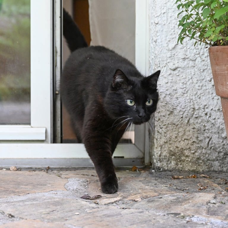 Eine Katze verläßt eine Wohnung durch eine Terrassentür. 