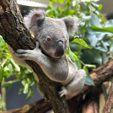 Die Vier Koalas in der Wilhelma sind aktuell noch in der Quarantäne. Später werden sie die Terra Australis beziehen.