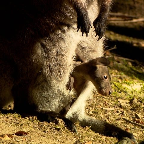 Das vermisste Känguru-Männchen Jack hat Nachwuchs bekommen im Schwarzwaldzoo in Waldkirch.
