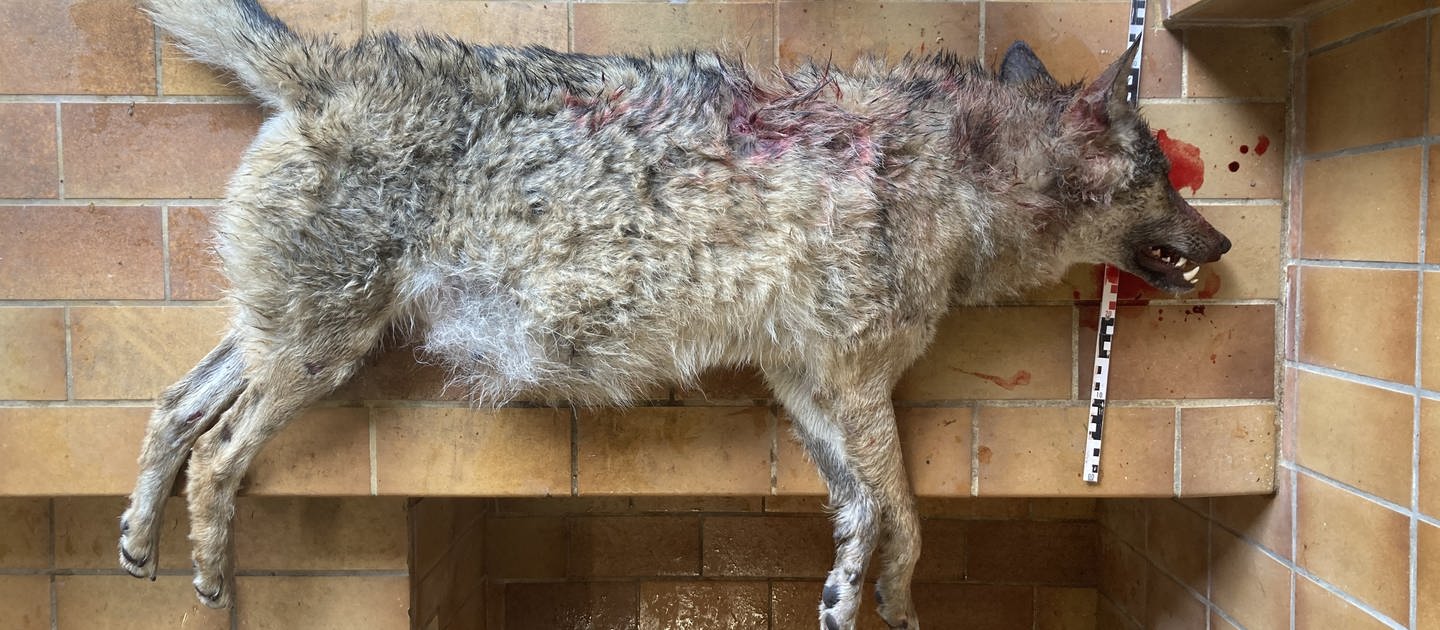 Der einzige weibliche Wolf in Baden-Württemberg wurde am Mittwoch wohl von einem Auto überfahren. (Foto: FVA Baden-Württemberg)