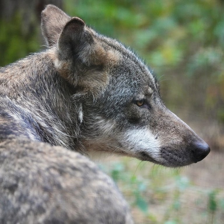 ein Wolf liegt im Wald, erwachsene Wölfe können um andere Wölfe trauern