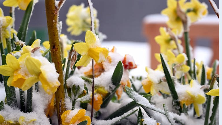 Nach dem erneuten Wintereinbruch im April 2024 sind die Osterglocken mit Schnee überzuckert. (Foto: picture-alliance / Reportdienste, Uli Deck)