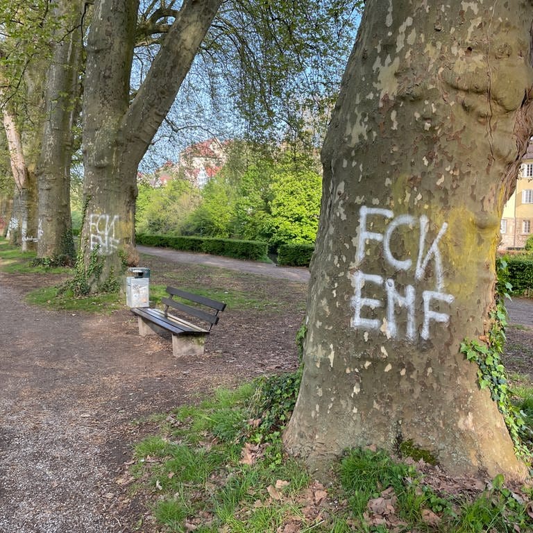 Neue Graffiti-Schmierereien auf Bäumen auf der Platanenallee in Tübingen: Oberbürgermeister Boris Palmer ruft die Stadtgesellschaft auf, Sprayer bei der Polizei zu melden. (Foto: SWR, Tobias Rager)