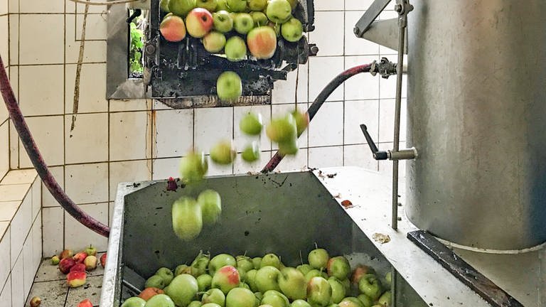 Äpfel und Birnen in einer Mosterei: Wegen Trockenheit beginnt die Mostproduktion früher als sonst