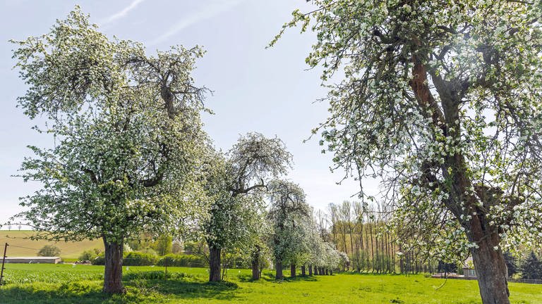 Reihe mit blühenden Apfelbäumen. Frühere Blüte wegen milder Temperaturen: Von der Ostalb bis zum Bodensee herrscht Sorge um die Obstbäume (Symboldbild). (Foto: IMAGO, IMAGO / Hanke)