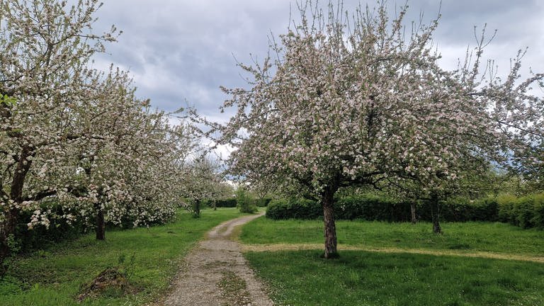 Blühende Apfelbäume auf grünen Wiesen rechts und links eines Feldwegs. Die Bäume stehen in voller Blüte, der Himmel ist bewölkt, auf dem Boden liegen Blütenblätter. (Foto: SWR, Petra Volz)