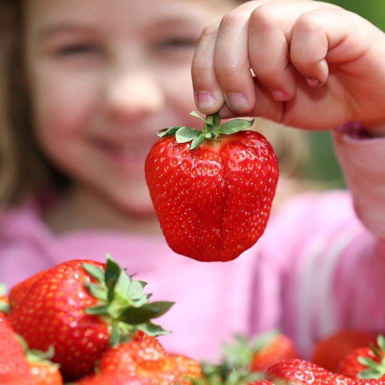 Die sechsjährige Jule posiert am 27.05.2013 auf dem Hof Westhues in Rheda-Wiedenbrück (Nordrhein-Westfalen) mit leckeren frisch geernteten Erdbeeren. 