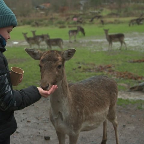 Reh wird von einem Kind im Tierpark Rheinböllen gefüttert