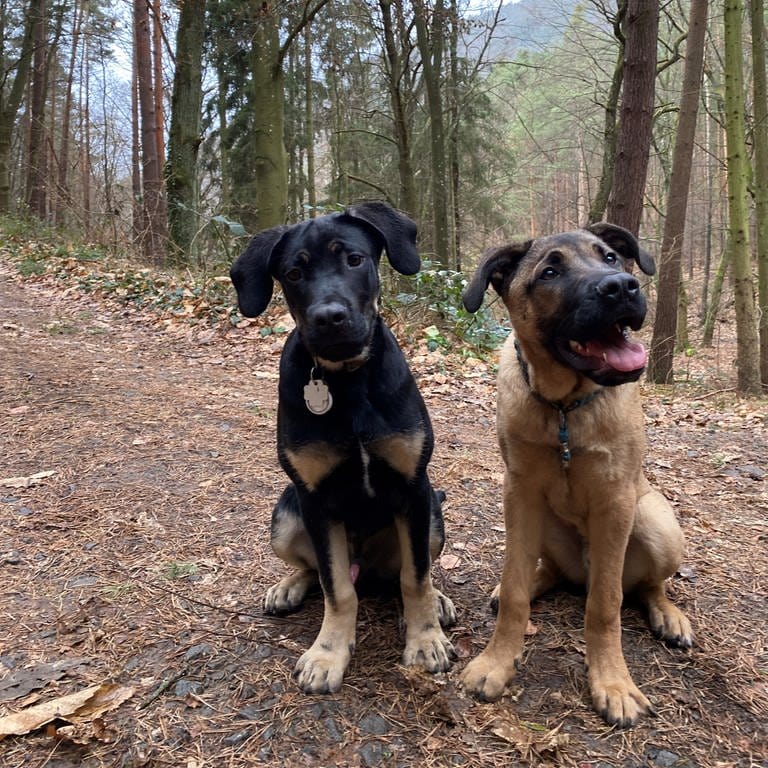 Die beiden Weinbergwelpen Sam und Archie genießen ihren Waldspaziergang.