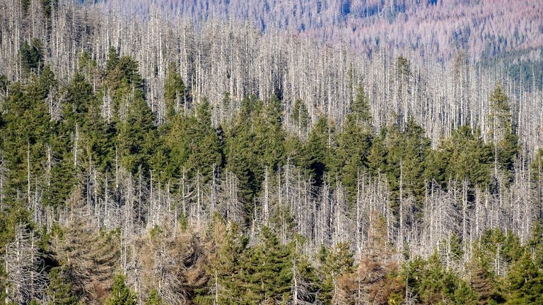 Waldsterben bedroht Kohlenstoffspeicherfunktion