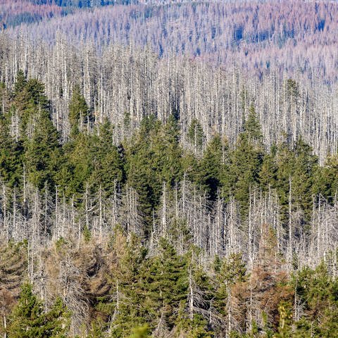 Waldsterben bedroht Kohlenstoffspeicherfunktion (Foto: dpa Bildfunk, picture alliance/dpa/dpa-Zentralbild | Klaus-Dietmar Gabbert)