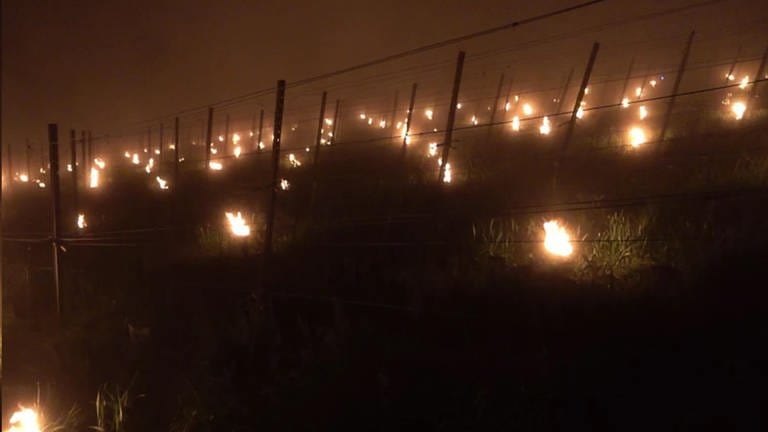 Im Weinberg brennen kleine Feuer. Damit soll verhindert werden, dass die Weinreben bei der Kälte Schäden bekommen.