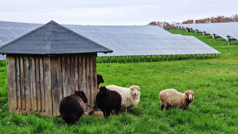 In der Pfalz werden vielerorts Freiflächen-PV-Anlagen geplant. So wie in Waldböckelheim im Kreis Bad Kreuznach, wo unter den Panelen Schafe grasen können. Das ist die Idee der zuständigen Entwicklerfirma Wiwi Consult.