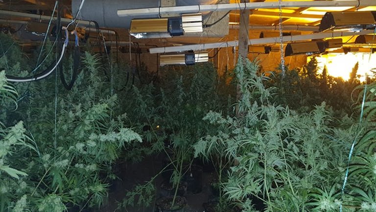 Cannabisplantage in Pirmasens ausgehoben