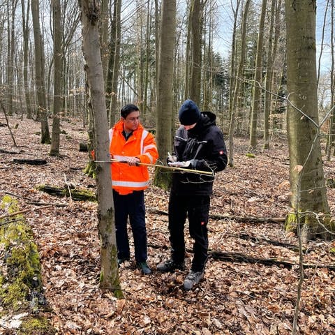 Asylbewerber arbeiten in einem Forstprojekt im Wald der VG Hachenburg. (Foto: SWR)