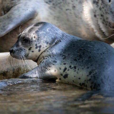 Seehundwelpe "Ovi" schmiegt sich im Zoo Neuwied an seine Mutter