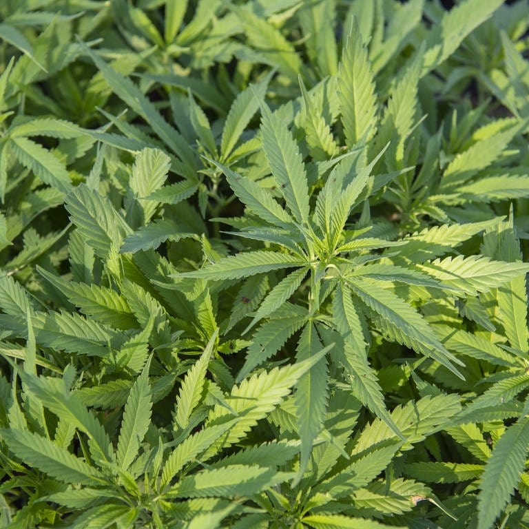 Die Polizei hat in Höhr-Grenzhausen eine Cannabis-Plantage entdeckt. (Foto: picture-alliance / Reportdienste, Picture Alliance)