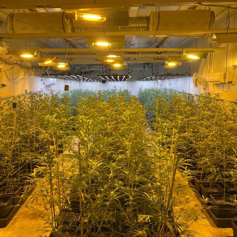 Indoor Cannabis-Plantage mit tausenden von Marihuanapflanzen. Bei einer Razzia u.a. im Kreis Neuwied beschlagnahmt die Polizei tausende von Marihuanapflanzen.  (Foto: Polizeipräsdidium Köln)
