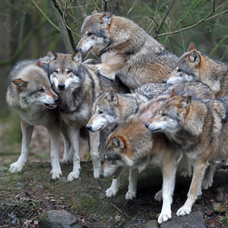 Ein Wolfsrudel ist ein Familienverband.