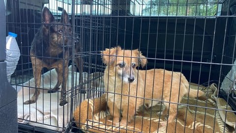 Zwei Hunde stehen jeweils in ihrer Gitterbox: Im Kreis Ahrweiler haben die Behörden Hunde aus einem Gnadenhof abtransportieren lassen, um deren Zahl zu verringern.