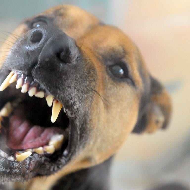 Ein Hund fletscht die Zähne.  (Foto: dpa Bildfunk, picture alliance / dpa | Soeren Stache)